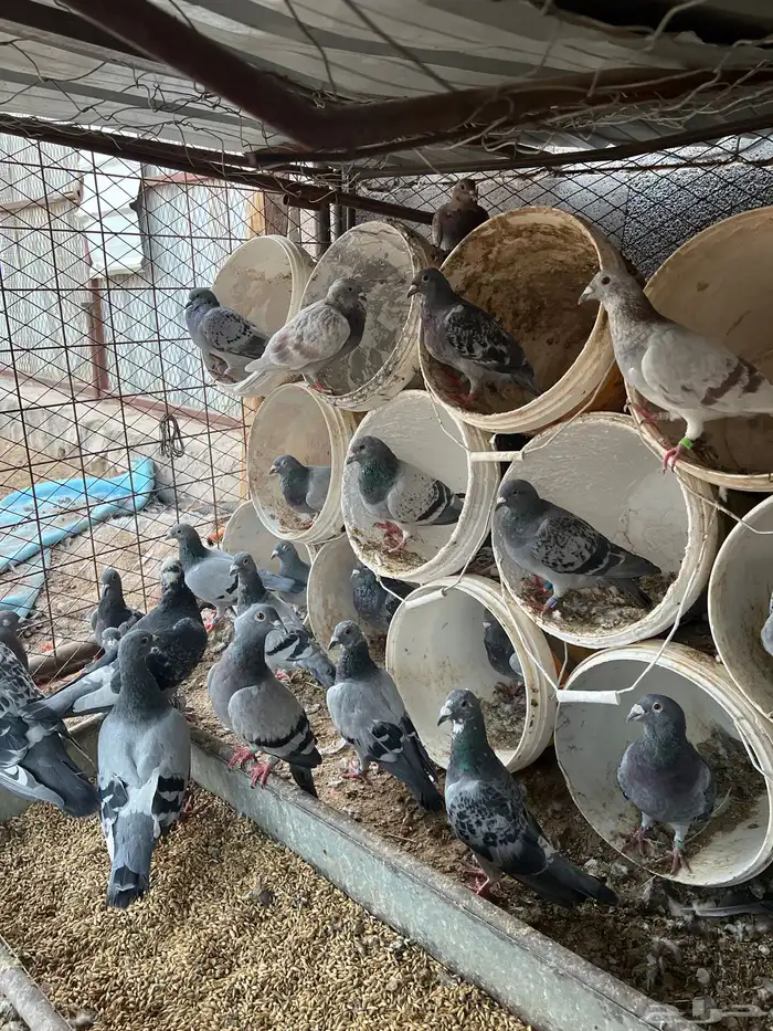 للبيع حمام زاجل معرفه قوي الاصيل كلها السعودية 2