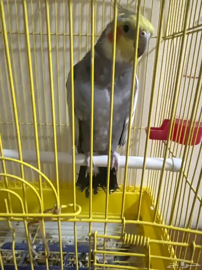 بغبغاء الكروان 0