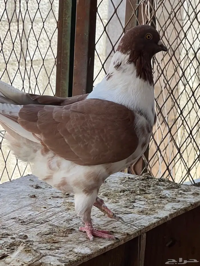 جمال طيور الحمام 4