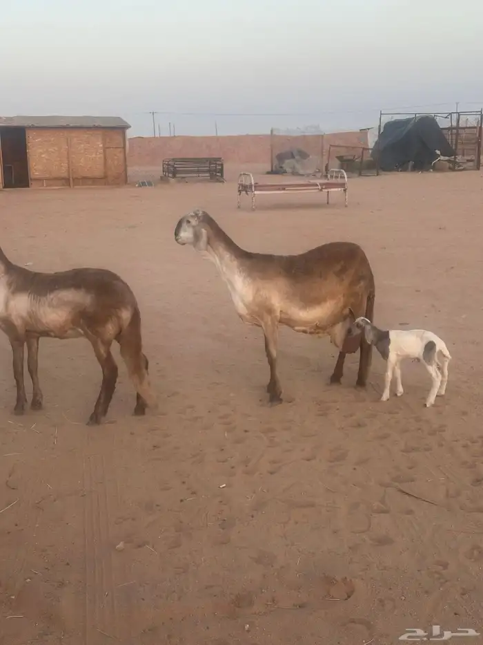 سواكنيه كفووو خلفه 3