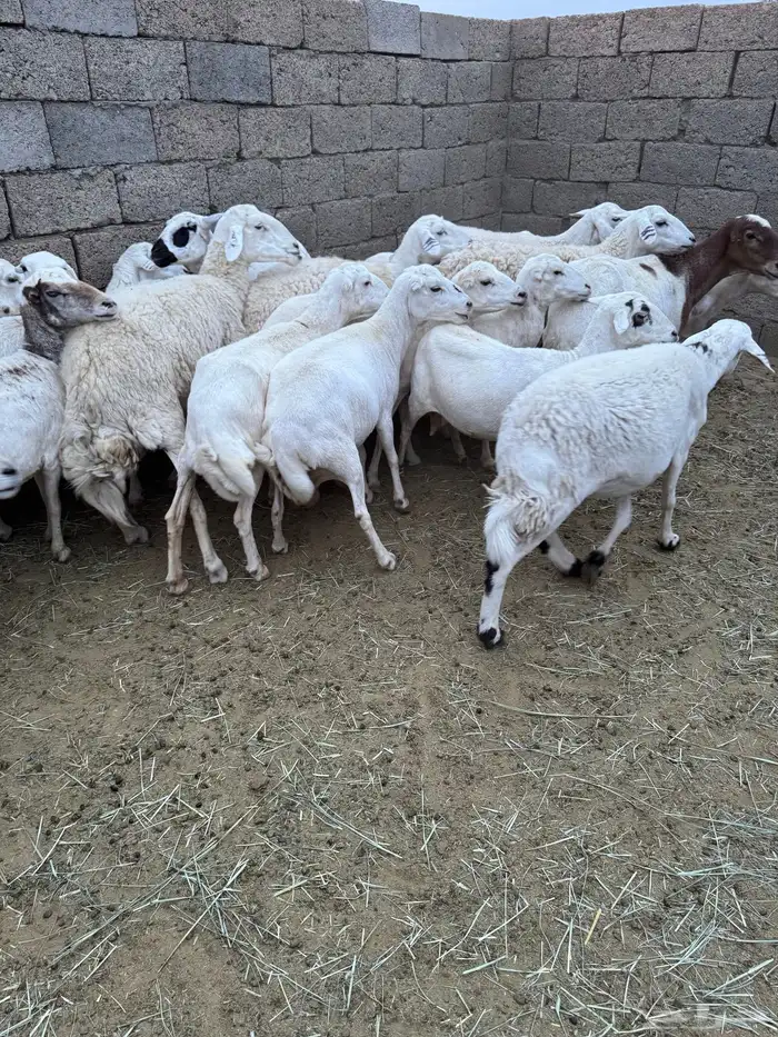 غنم للبيع 4