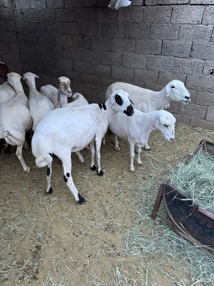 غنم للبيع 9