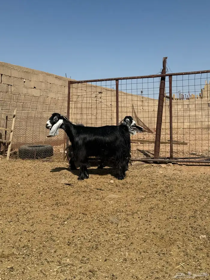 للبيع معزا عوارض صنف 2