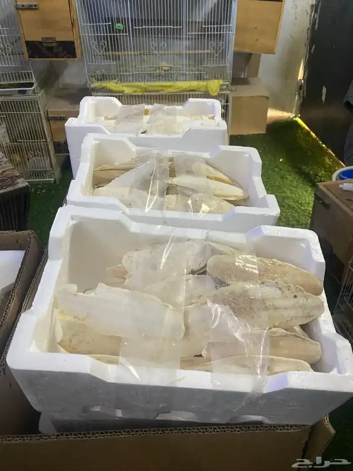 عظم حبار بالفلين والبيع مو بالجملة 1