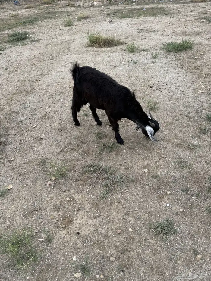 2 عنقان وتيس 0