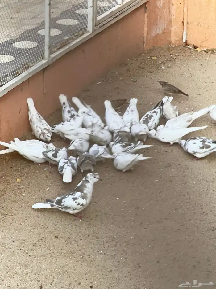بيشة قماري للبيع 1