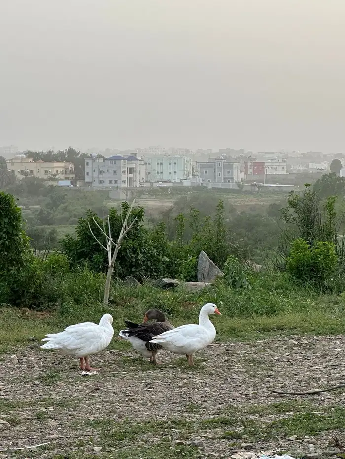 وز بلدي 0
