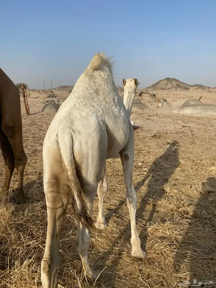 حاشي لباني على الحليب 0
