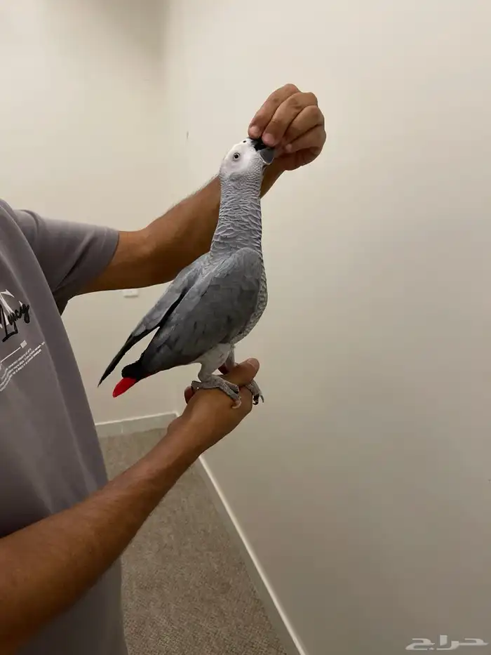بغبغاء كاسكو 0