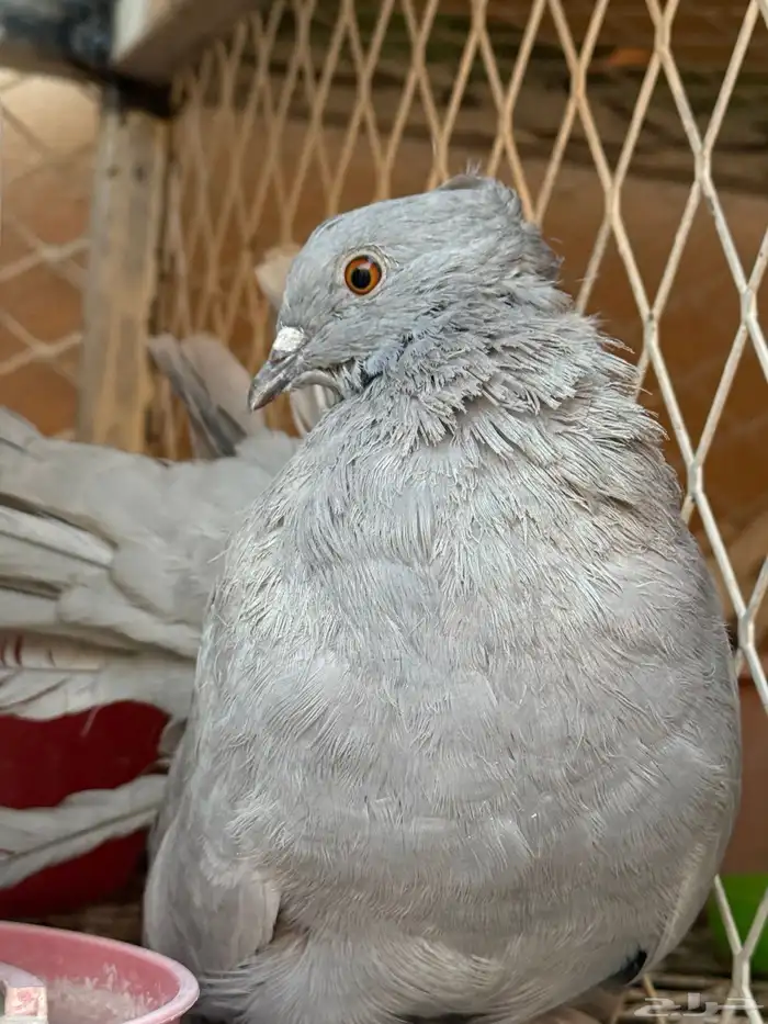 نوادر الحمام 2