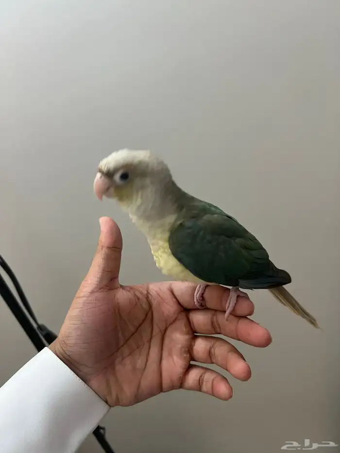 فرخ كنيور تركواز 2