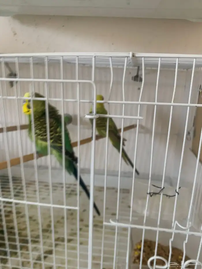 طيور باجي للبيع منتج معها بيض الحق ما تلحق 1