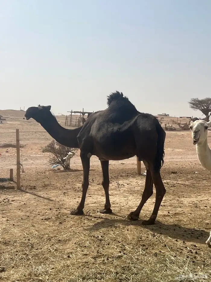 ناقه ضروبه مجهم حليبها واجد تملى ام 80 1