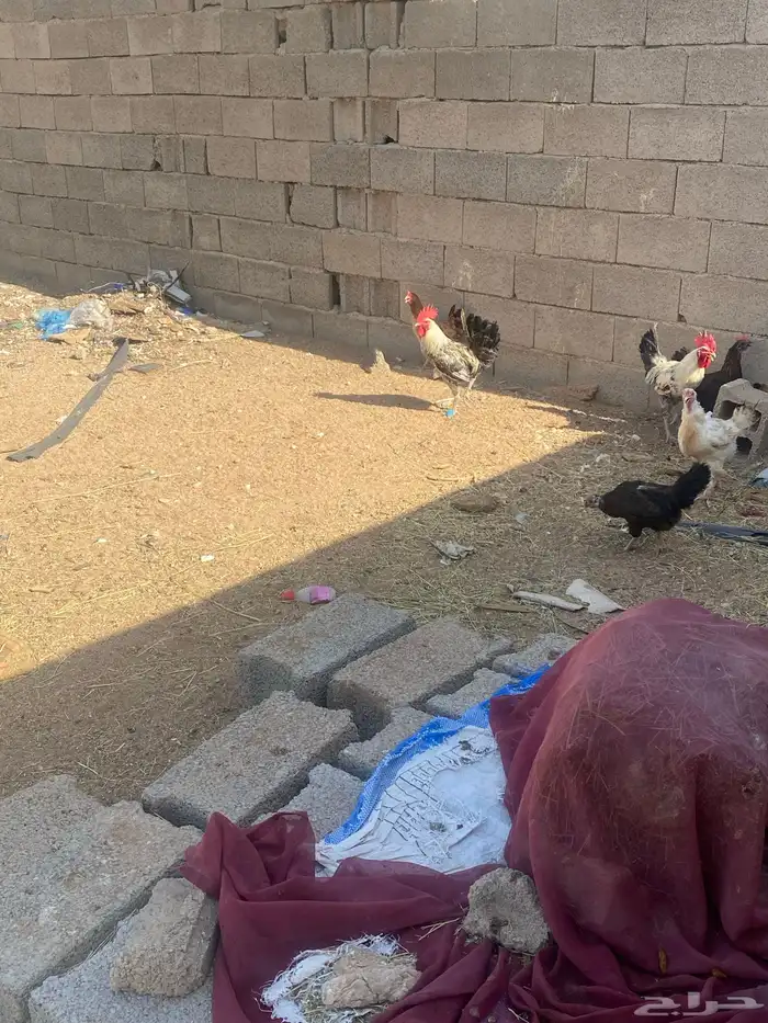 دجاج لبيع العد 8 دجاج و ديكن 4