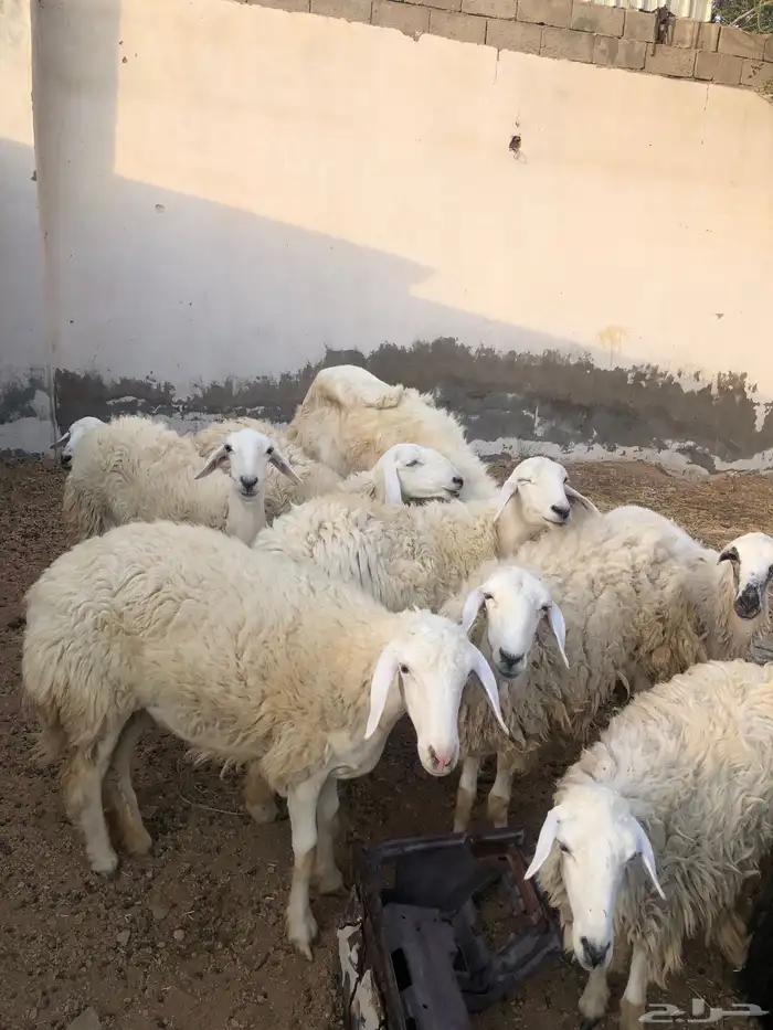 رخال مضاريع بفحلها تم البيع تم البيع الله يبارك لراعيها 0
