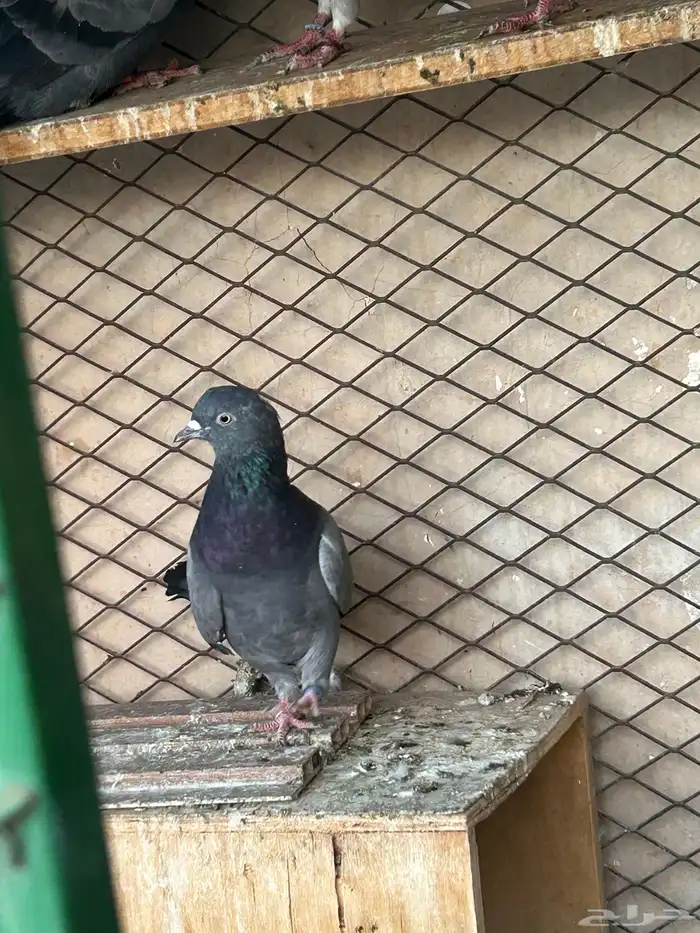 للبيع حرميات زينه ومطير وكل إخوان 2