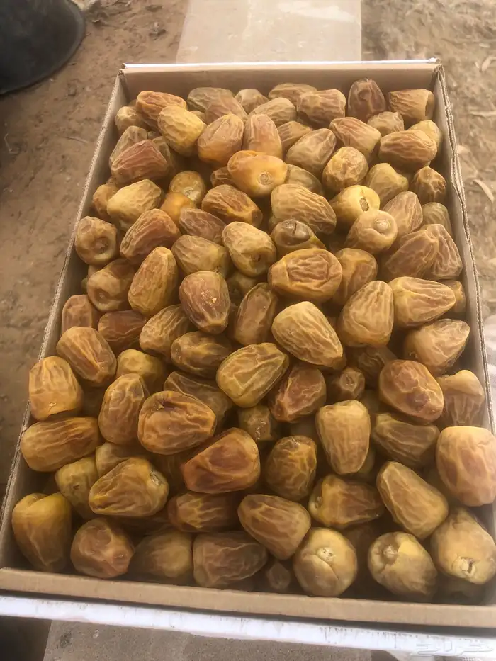 تمر سكري مفتل ملكي 0