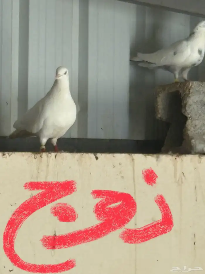 سلام عليكم أربع أزواج حمام سلفر على فرنسي على بلدي 2