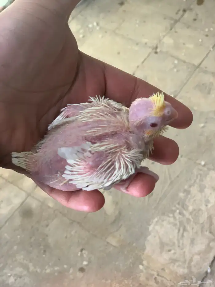 فروخ كروان لاتينو عيون احمر 0