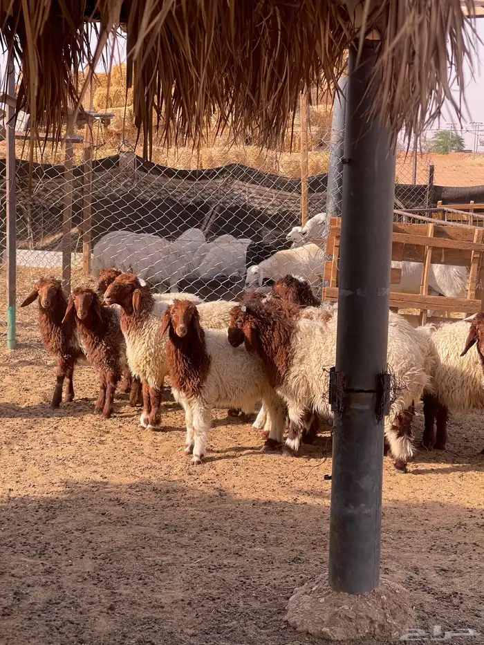 نعيم طليان ذبايح 2