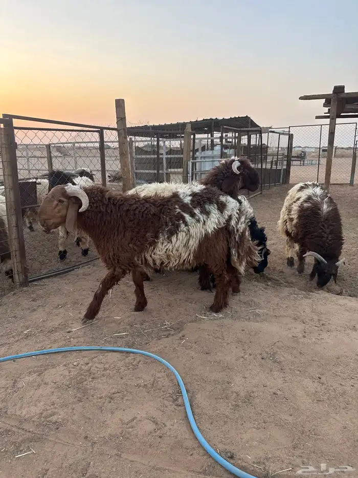خرفان نعيم بلدي 1
