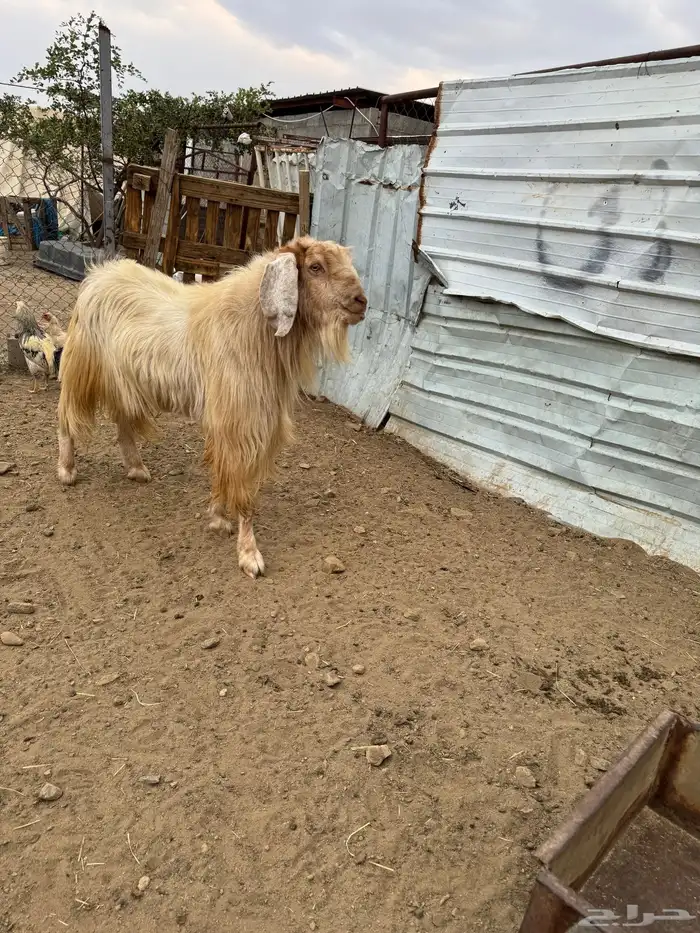 تيوس فحول شرط يضرب 2