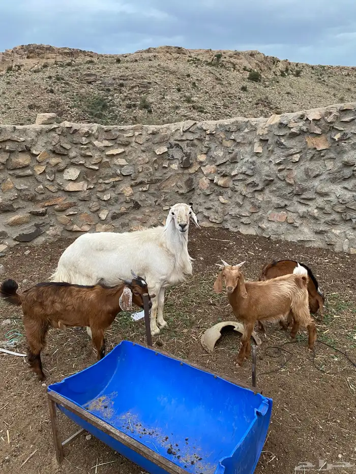 خروف فحل كفو 1