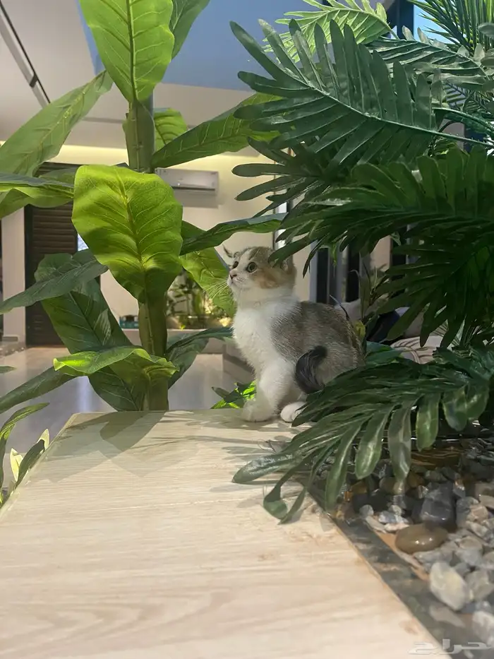 سكوتش ذكر بيور ( تم البيع) 1