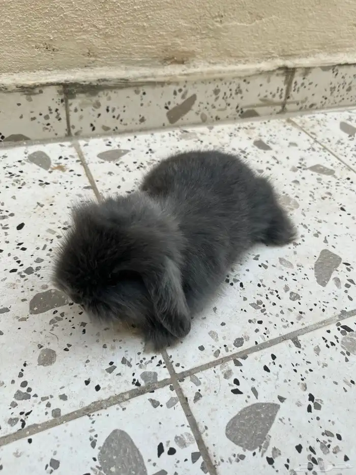 ارنب هولندي رمادي غامق 0