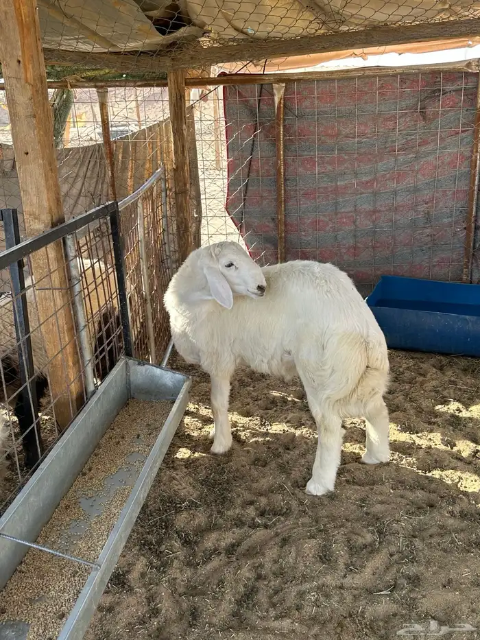 خروف حري مشروع فحل 3