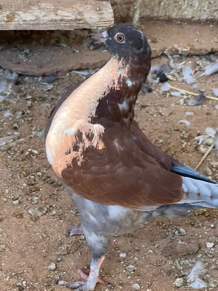 جمال طيور الحمام 3