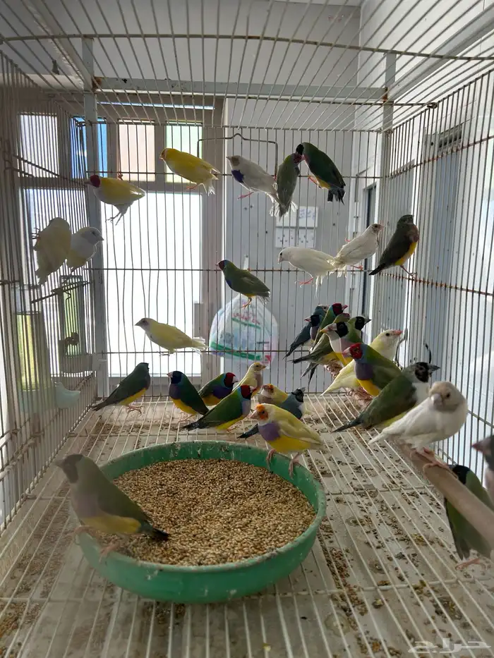 عرض ازوج قولدن فينش جمله قطاعي 10