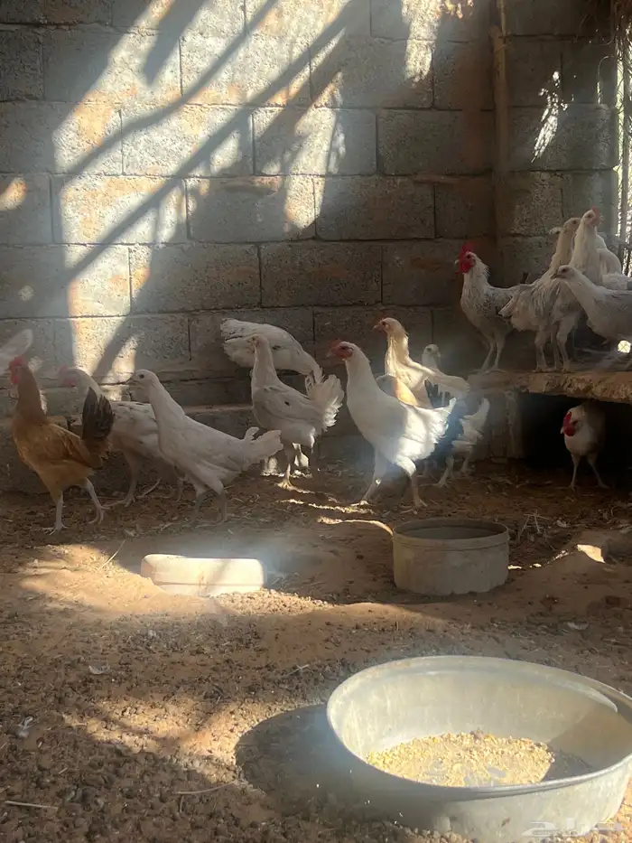دجاج فيومي ولوهمان 4