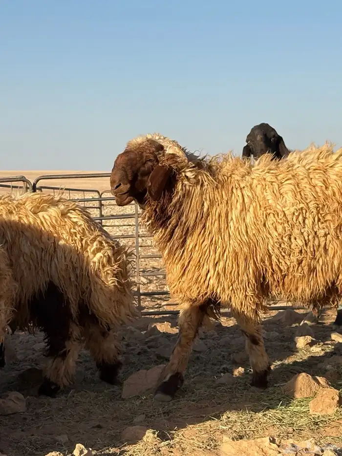 جذعان فواخر للبيع 6