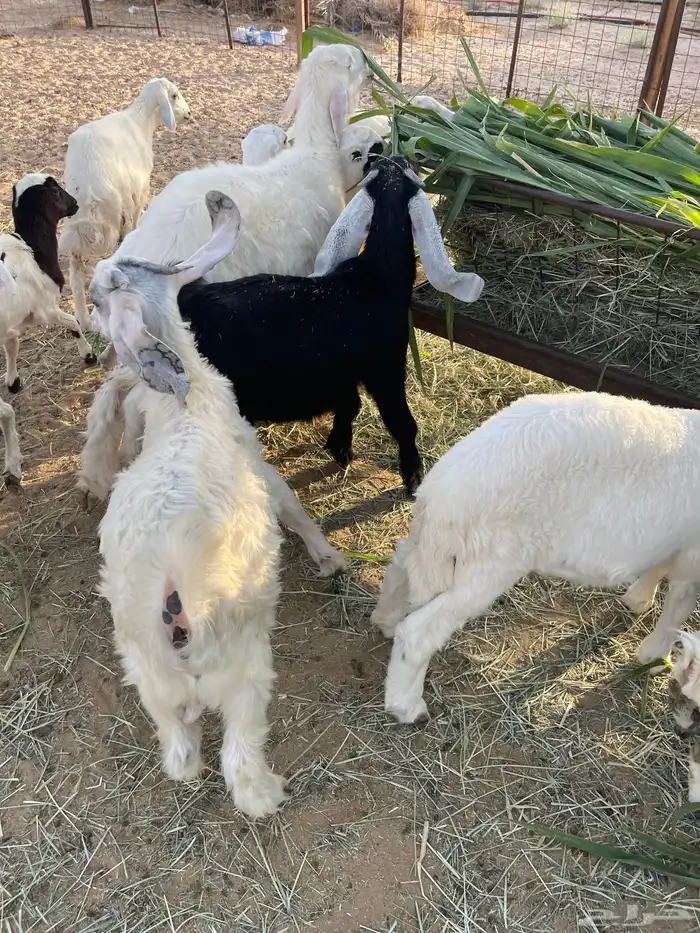 تيوس وطليان 2