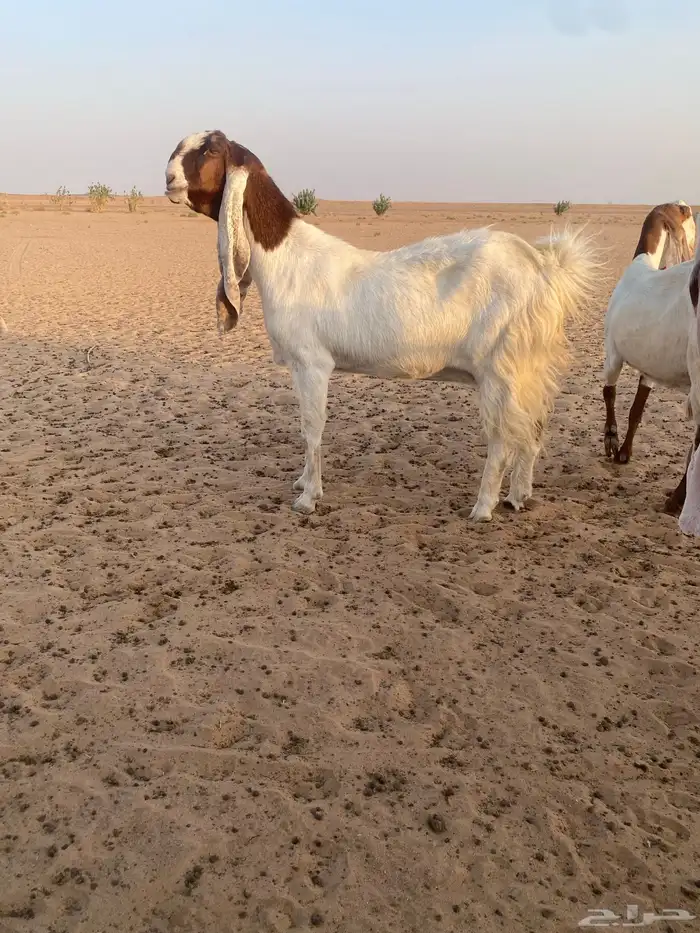 معزا هولنديات نوادر جروم فواخر توب التوب .. 3