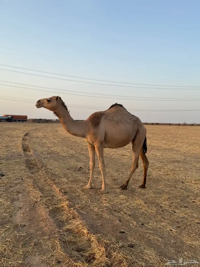 مجاهيم ضرايب للبيع 12