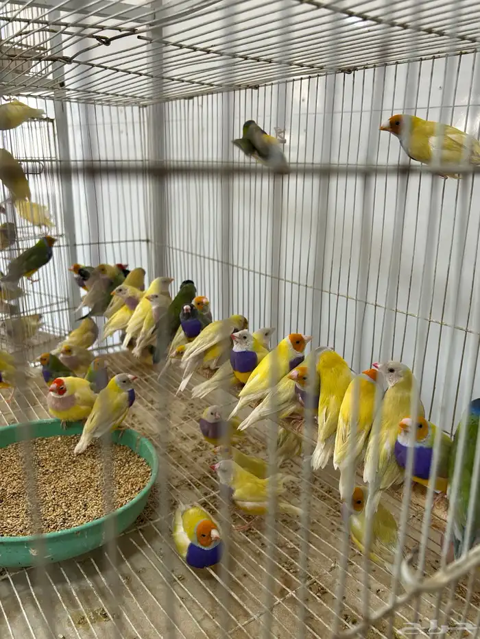 عرض ازوج قولدن فينش جمله قطاعي 8