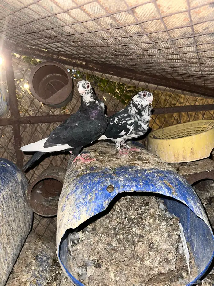 حمام زينه للبيع 5