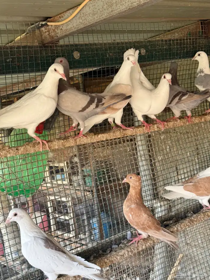 حمام تم البيع 2