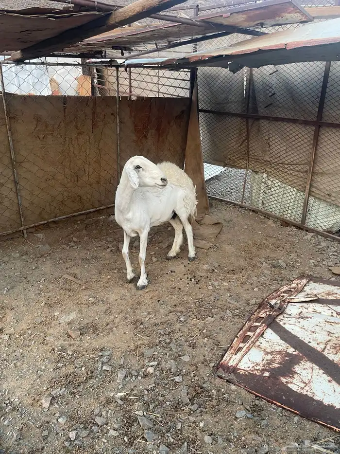 عنز ونعجه 8