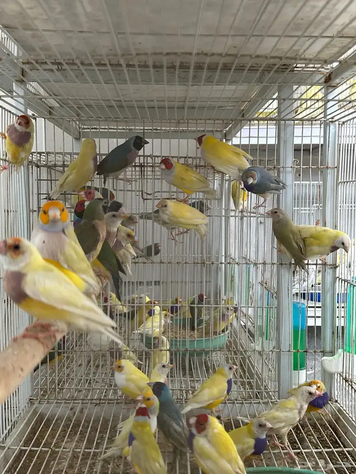 عرض ازوج قولدن فينش جمله قطاعي 1