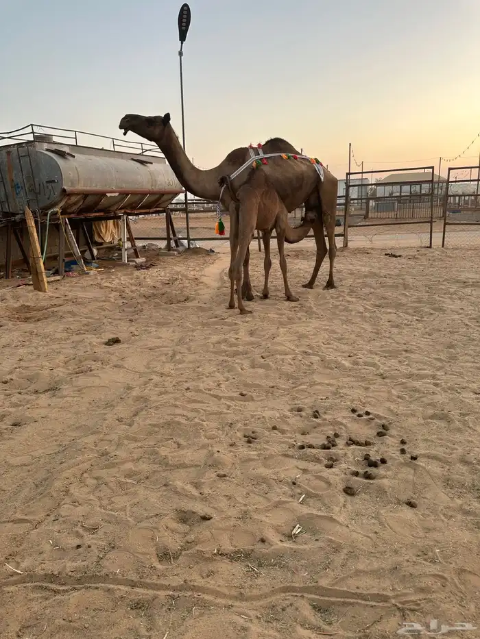 خلفه بكر صفرا تحتها بكره 0