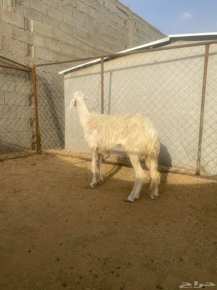 نعجه مسوي طري دافع شرط صفرا 2
