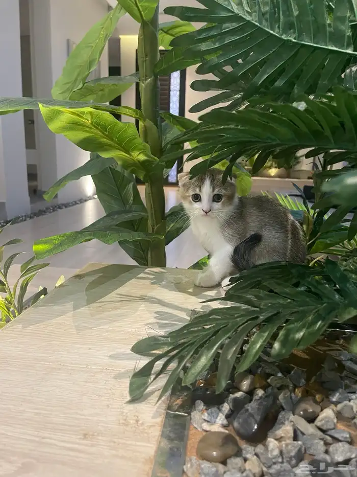 سكوتش ذكر بيور ( تم البيع) 4