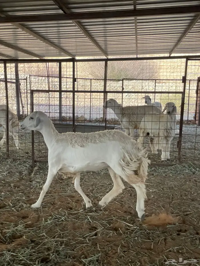 رخل حرشا دافع شرط سونار ورخل عيسيه 2