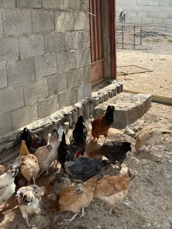 دجاج بلدي حضان 0