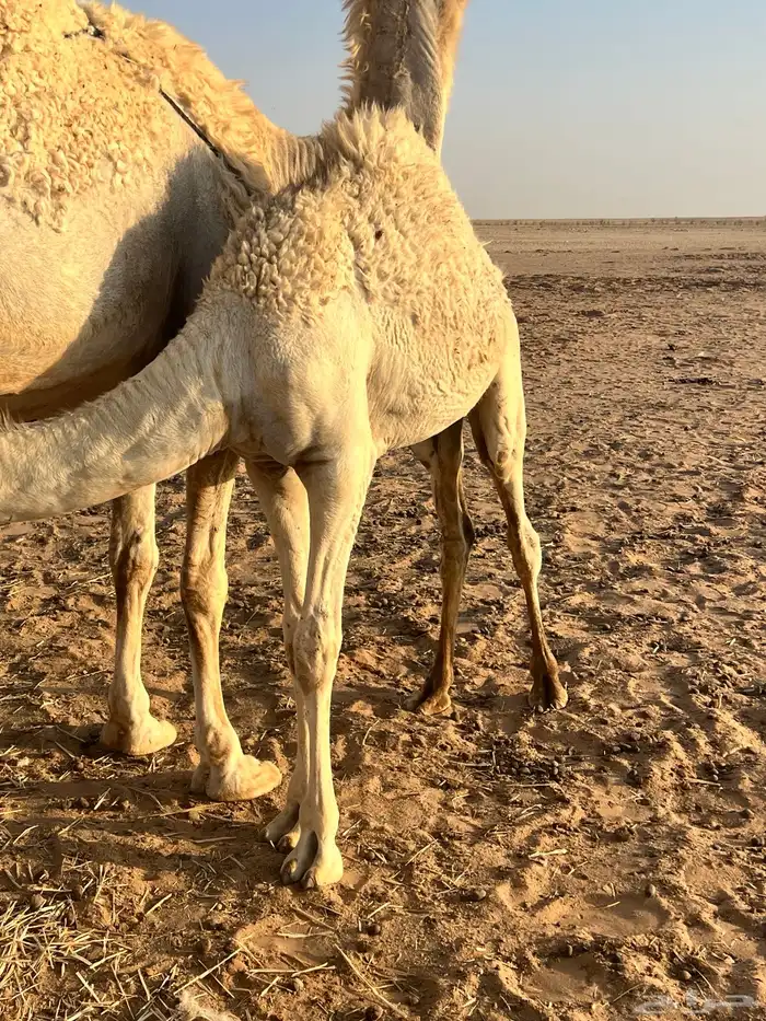 حاشي لباني العمر 7 شهور 3