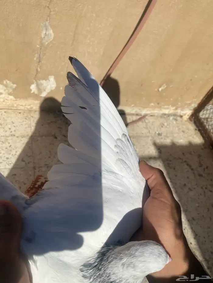 جوز رام حد 200وباقي الفرايد ع السوم 11