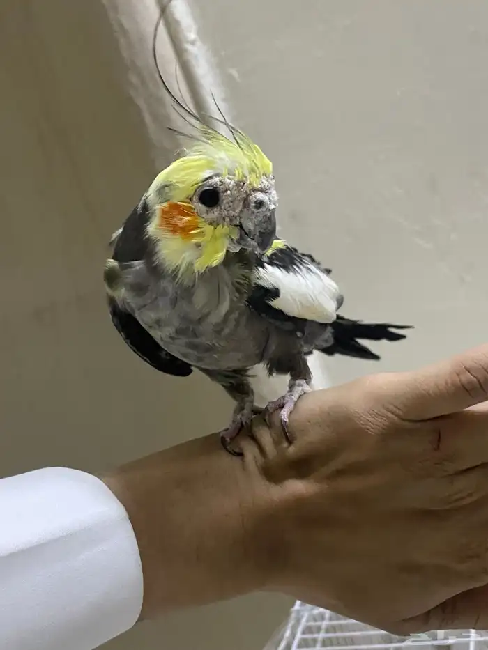 طير كروان للبيع 5